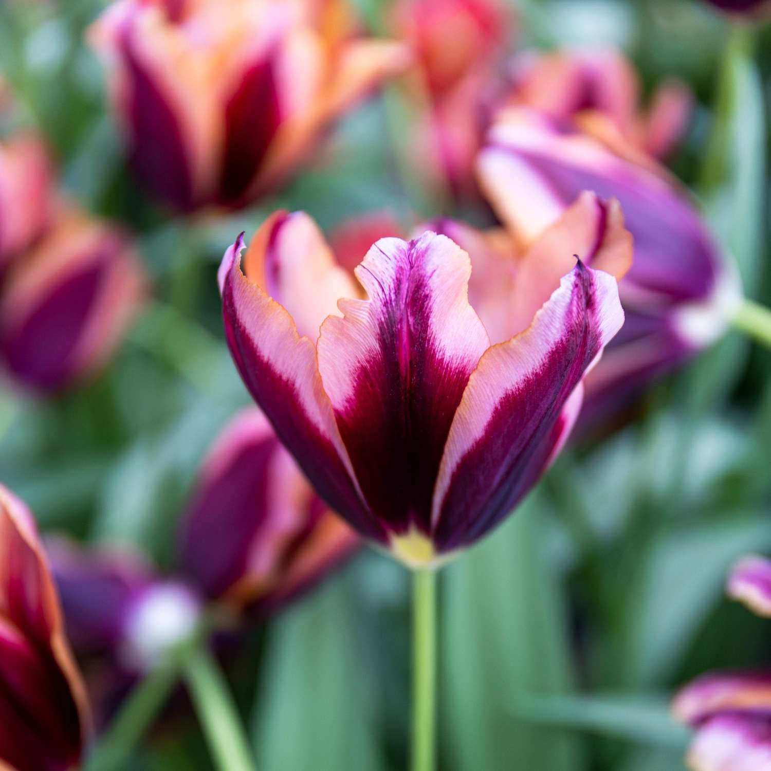 Tulip 'Slawa'